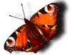 Mariposa(animadoT68i)