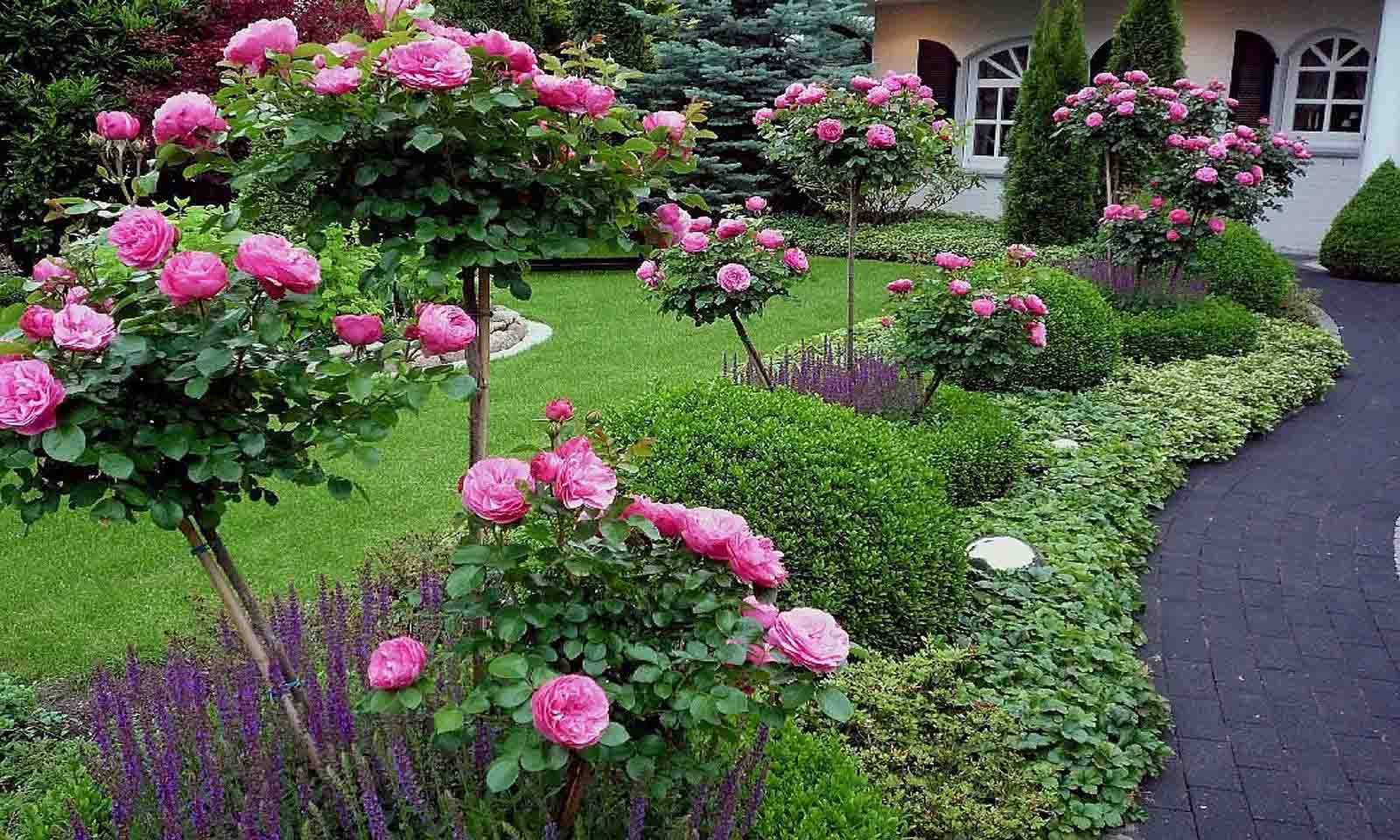 розы в саду