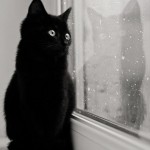 черный кот смотрит  в окно